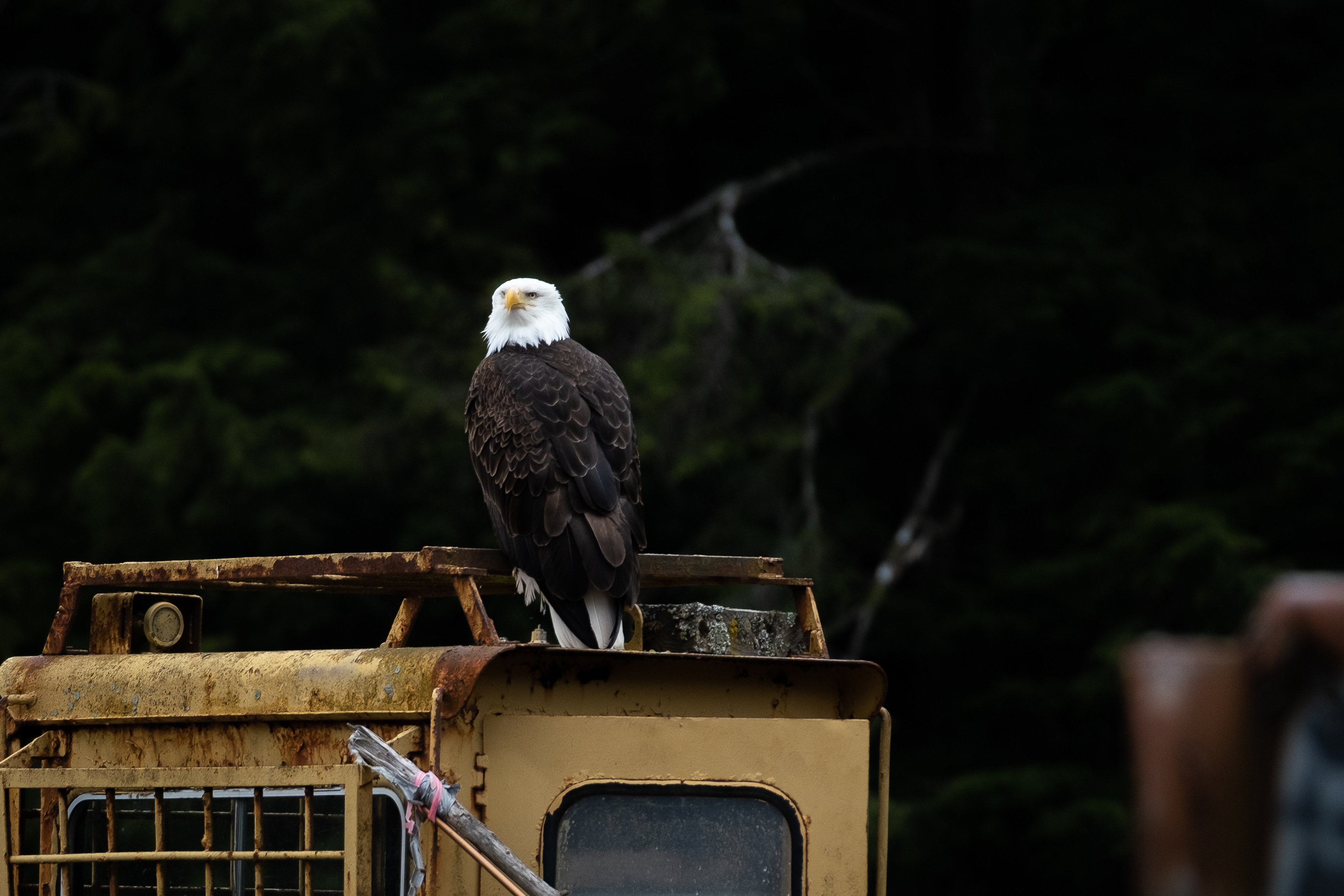 Photo of American Bald Eagle 2
